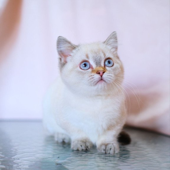 Munchkin WP Seliana