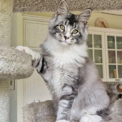Maine Coon MMB Barbariska