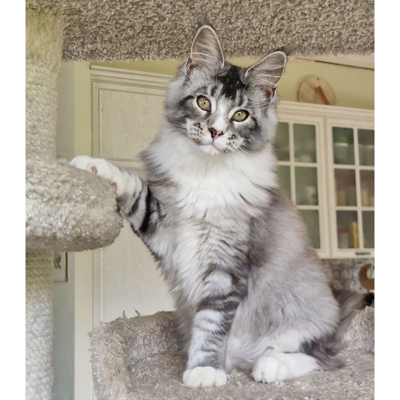 Maine Coon MMB Barbariska