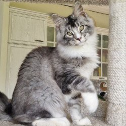 Maine Coon MMB Barbariska