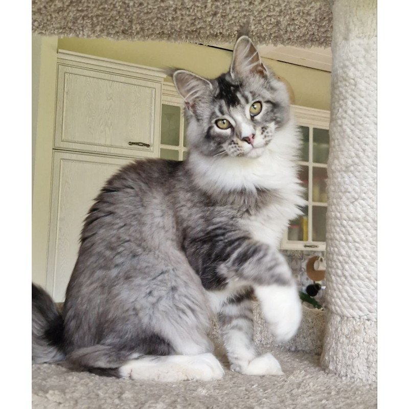 Maine Coon MMB Barbariska