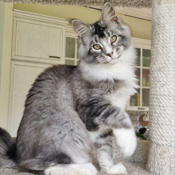 Maine Coon MMB Barbariska