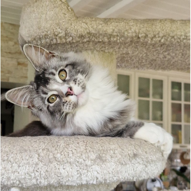 Maine Coon MMB Barbariska