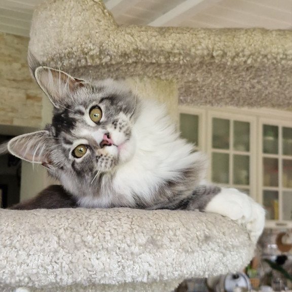 Maine Coon MMB Barbariska