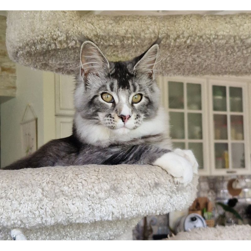 Maine Coon MMB Barbariska
