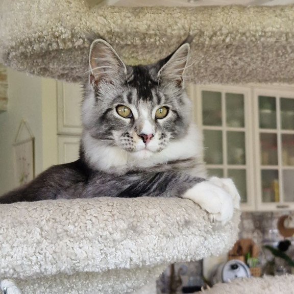Maine Coon MMB Barbariska
