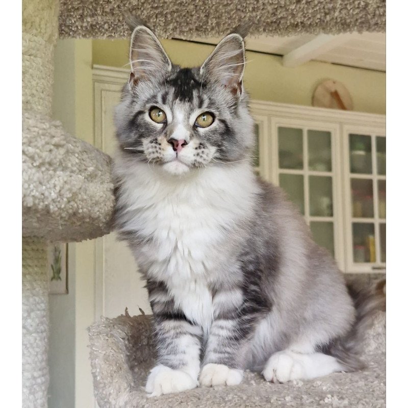 Maine Coon MMB Barbariska