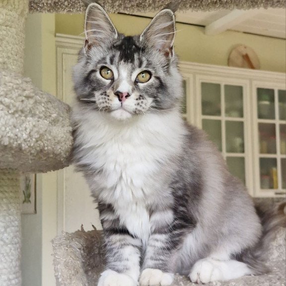 Maine Coon MMB Barbariska
