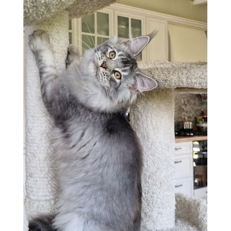 Maine Coon MMB Arseny