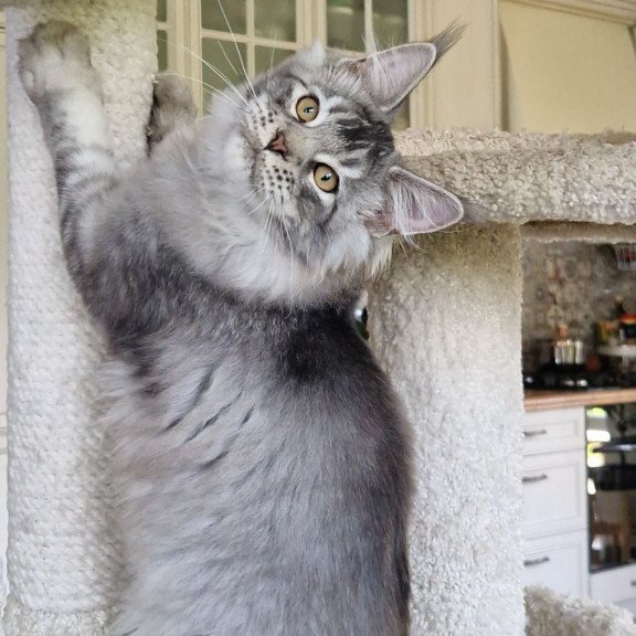 Maine Coon MMB Arseny