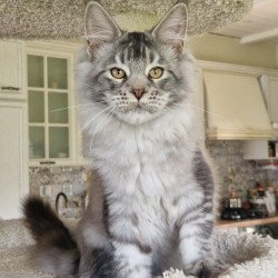 Maine Coon MMB Arseny