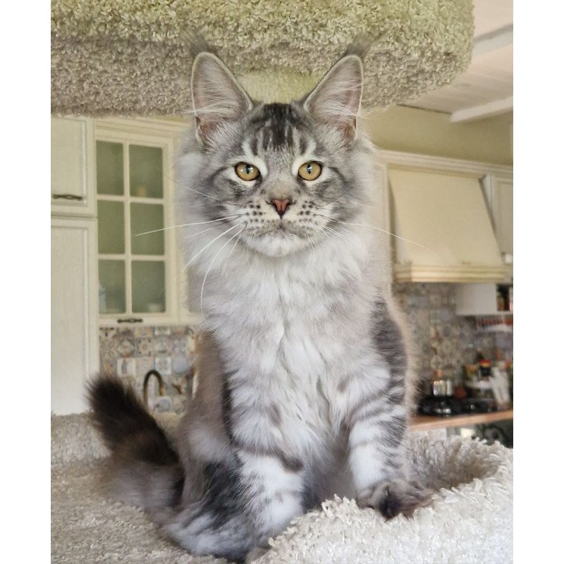 Maine Coon MMB Arseny