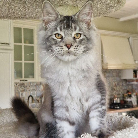 Maine Coon MMB Arseny