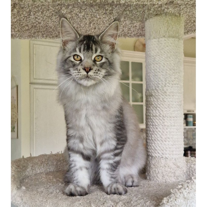 Maine Coon MMB Arseny