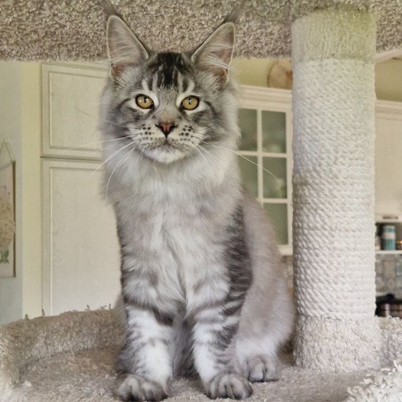 Maine Coon MMB Arseny