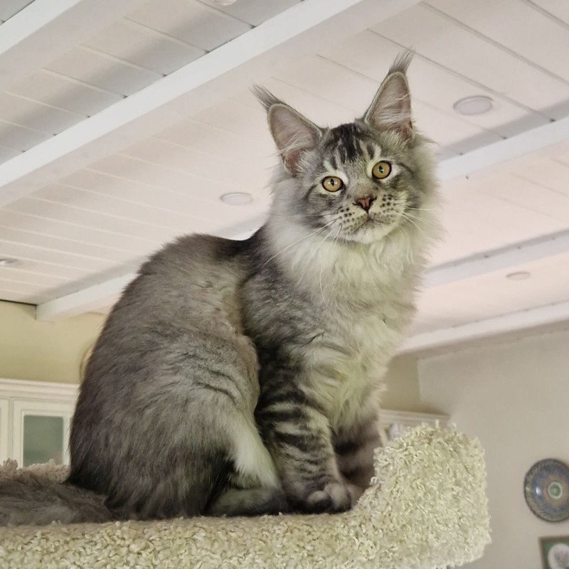 Maine Coon MMB Arseny