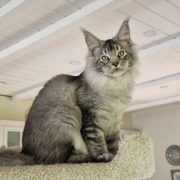 Maine Coon MMB Arseny