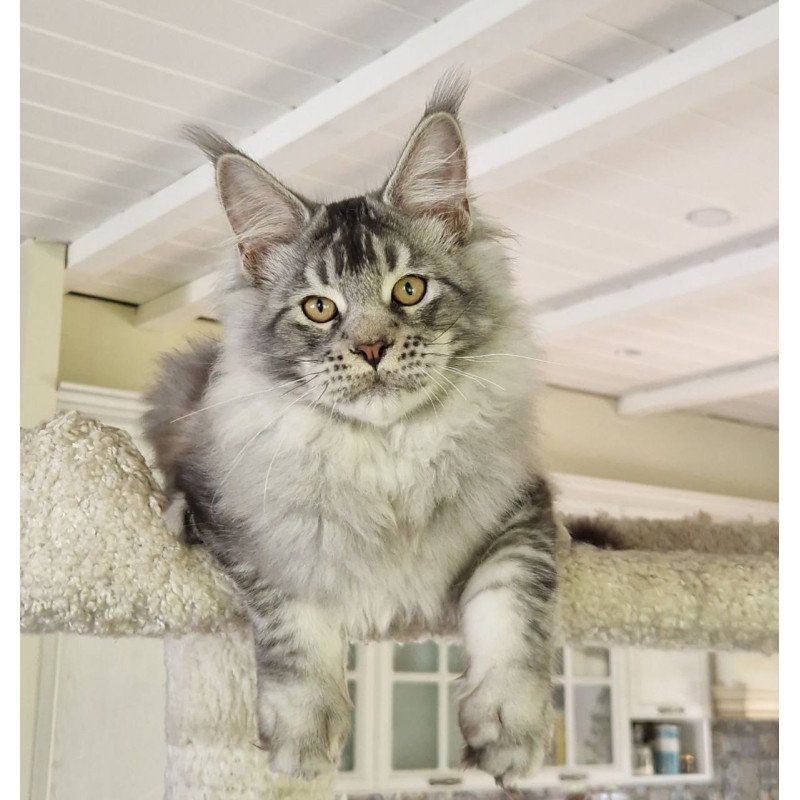 Maine Coon MMB Arseny