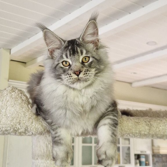 Maine Coon MMB Arseny