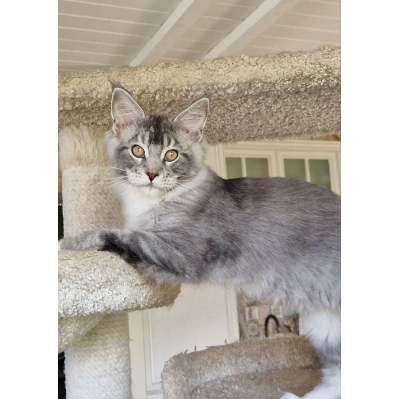 Maine Coon MMB Alf Amari