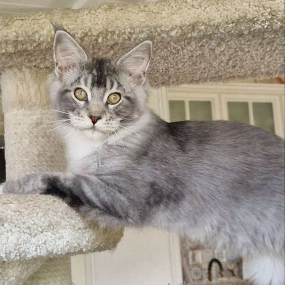 Maine Coon MMB Alf Amari