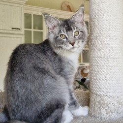 Maine Coon MMB Alf Amari