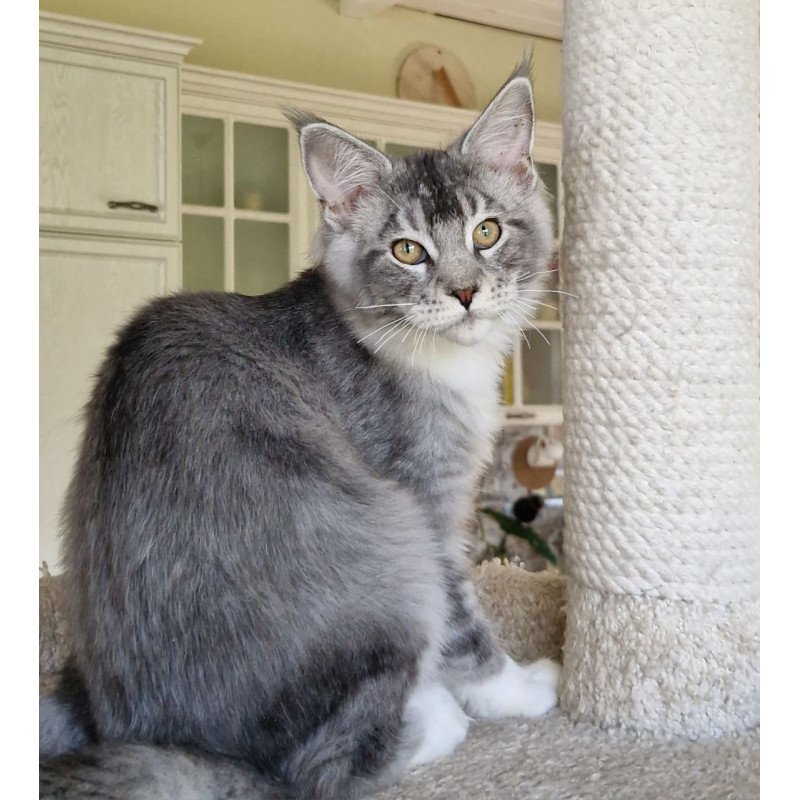 Maine Coon MMB Alf Amari