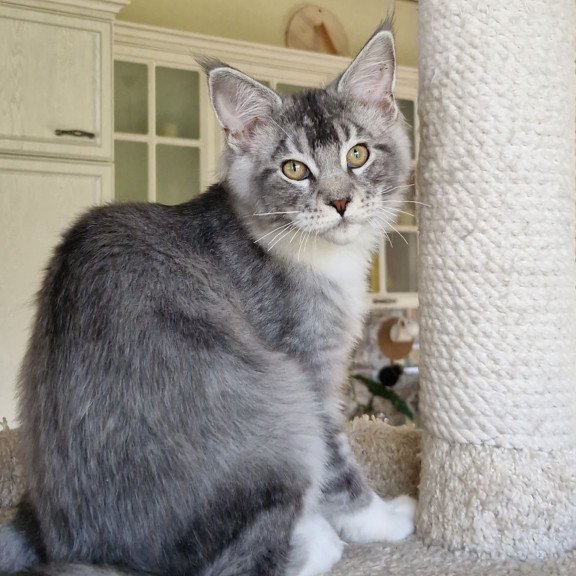 Maine Coon MMB Alf Amari
