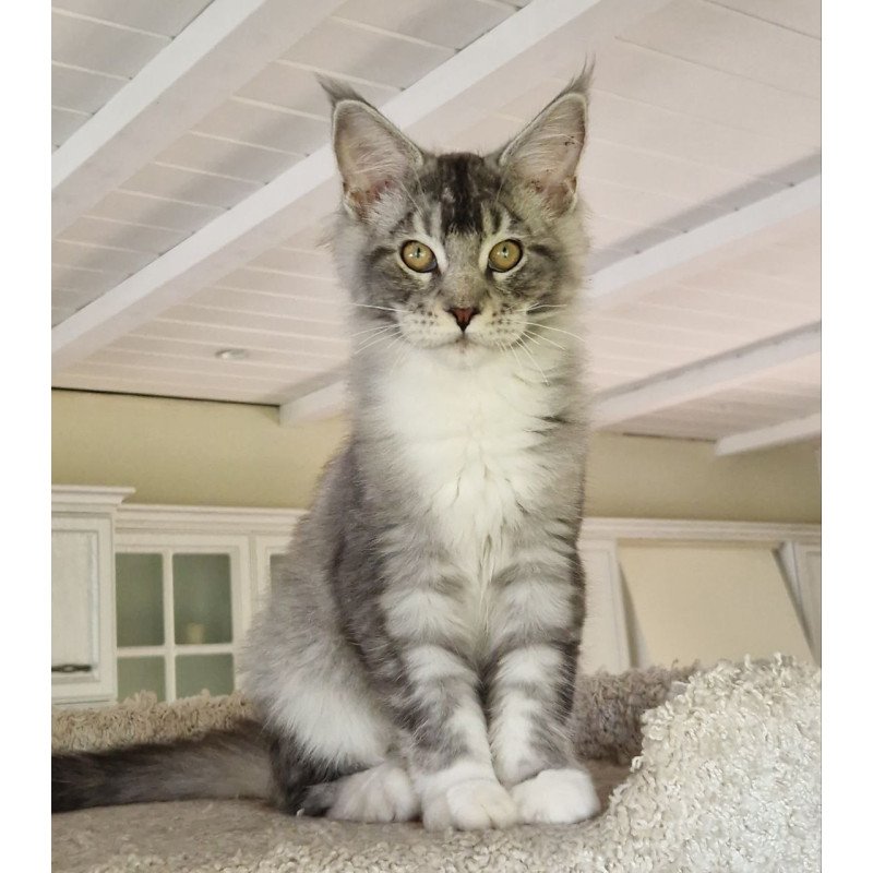 Maine Coon MMB Alf Amari