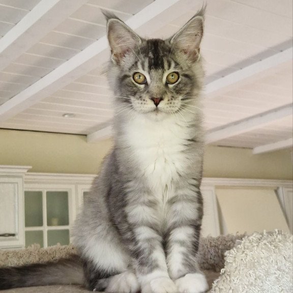 Maine Coon MMB Alf Amari