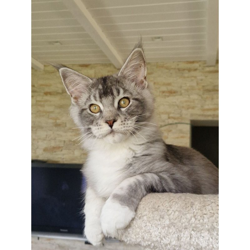 Maine Coon MMB Alf Amari