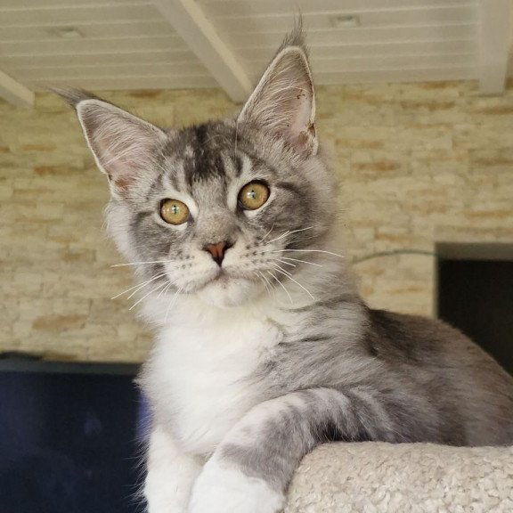 Maine Coon MMB Alf Amari