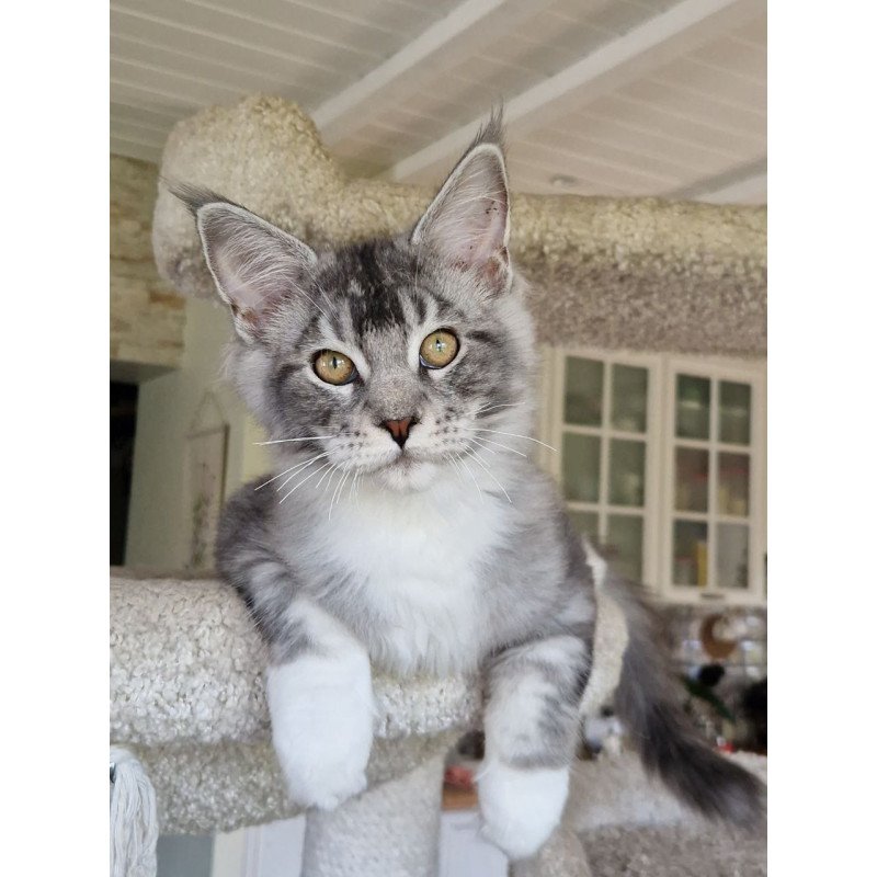 Maine Coon MMB Alf Amari