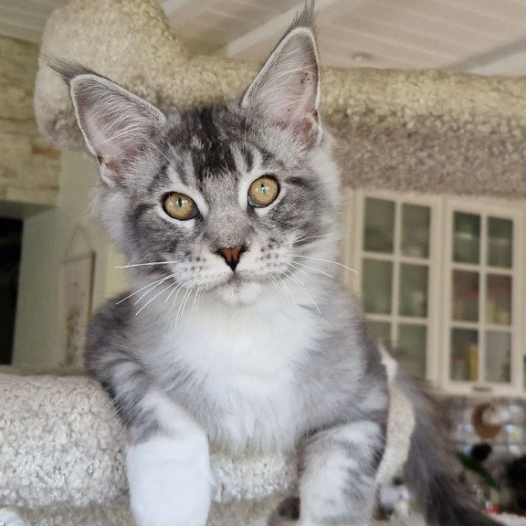 Maine Coon MMB Alf Amari