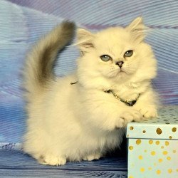 Munchkin Tiffany