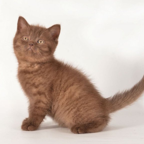 British Ginger