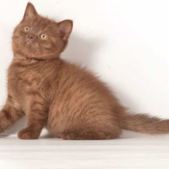 British Ginger