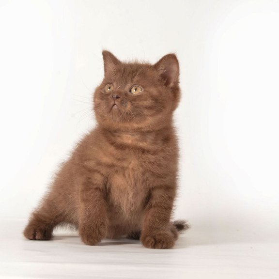 British Ginger