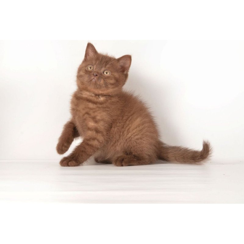 British Ginger