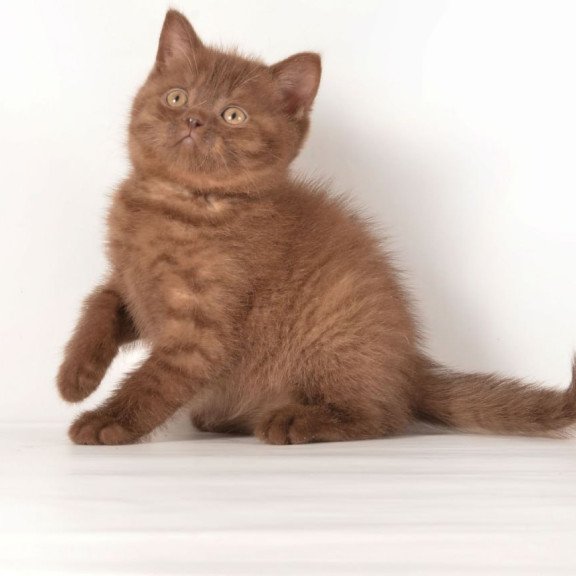 British Ginger