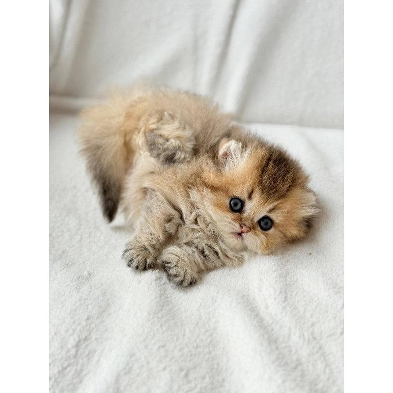 Munchkin Hasbik