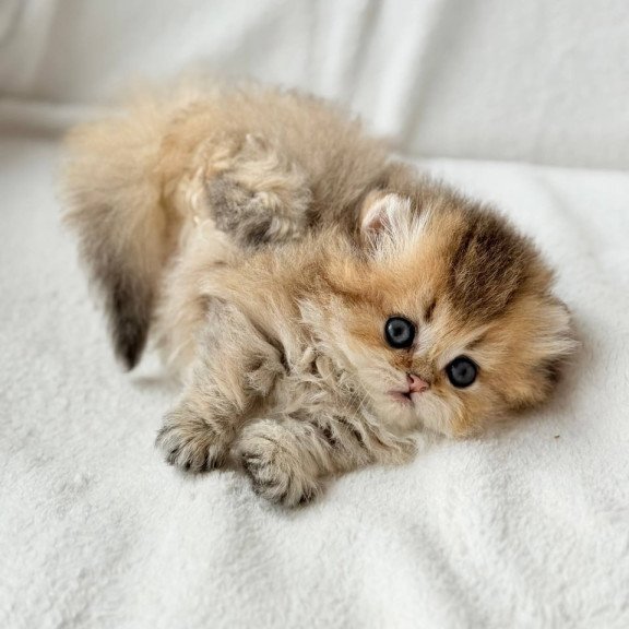 Munchkin Hasbik