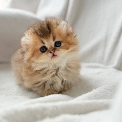 Munchkin Hasbik