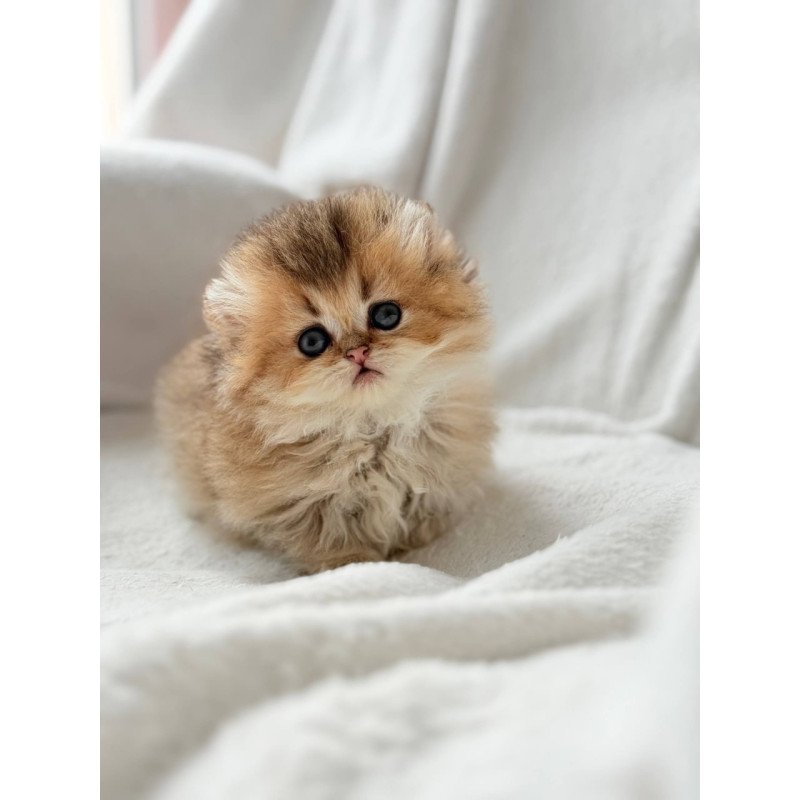 Munchkin Hasbik