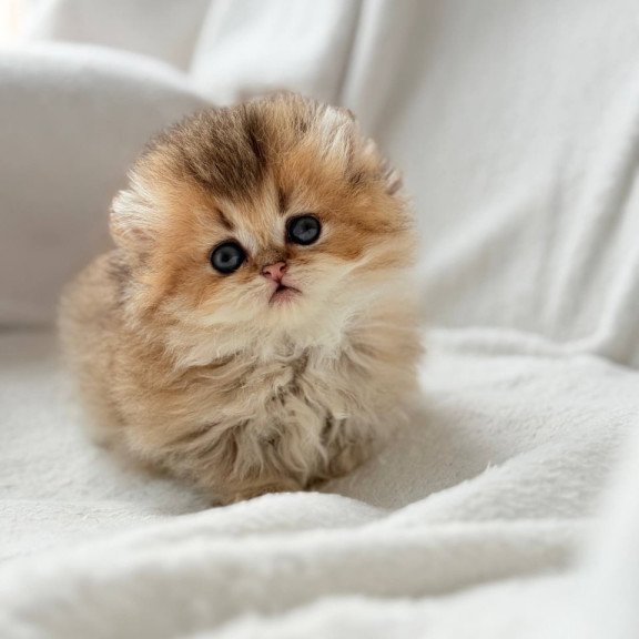 Munchkin Hasbik