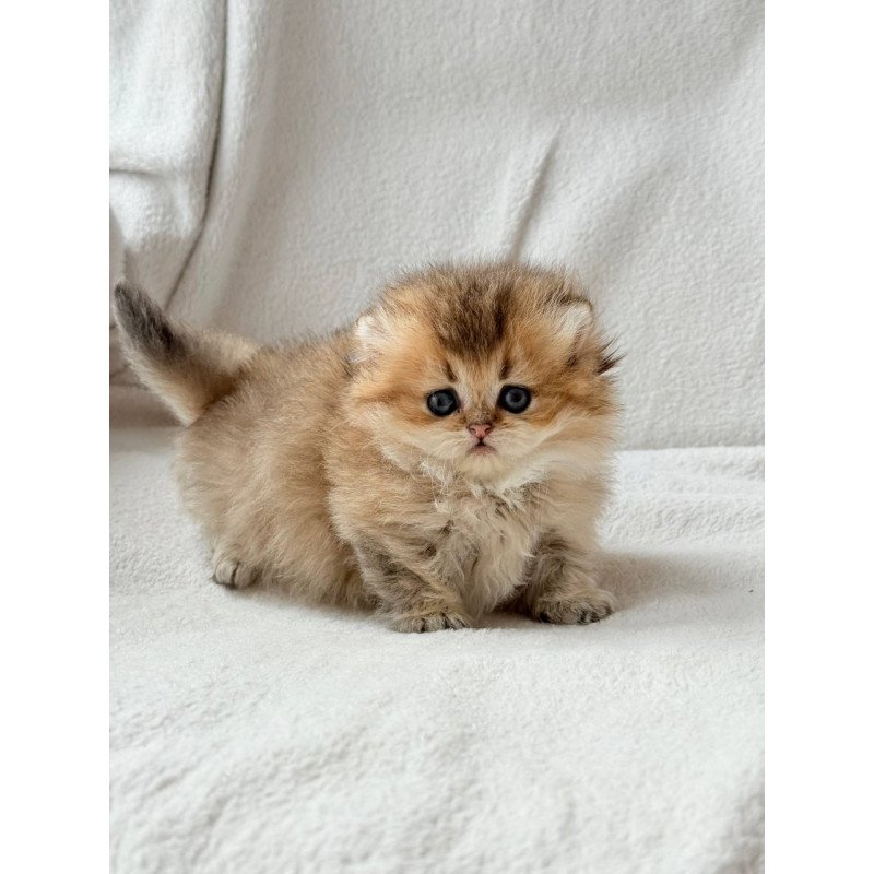 Munchkin Hasbik