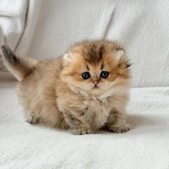Munchkin Hasbik