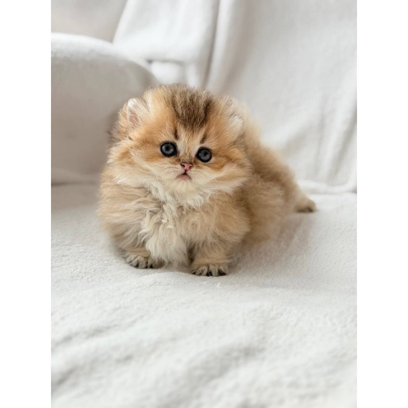 Munchkin Hasbik