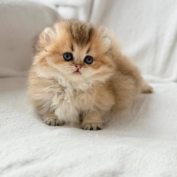 Munchkin Hasbik