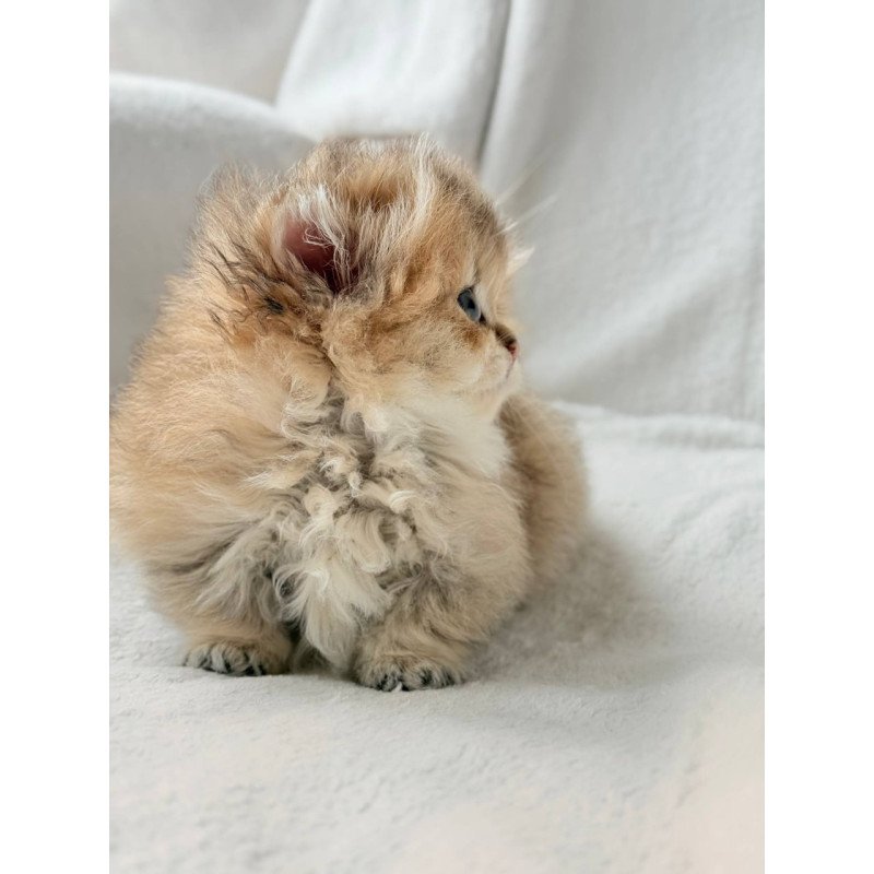 Munchkin Hasbik